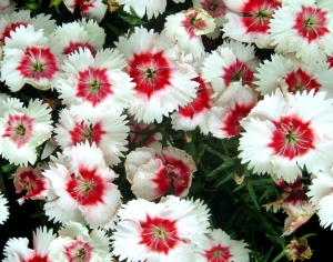 鲜花花丛-ID:986157897