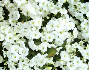 鲜花花丛-ID:961731911