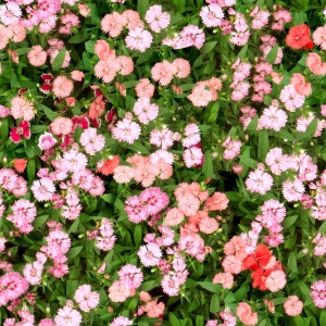 鲜花花丛-ID:885267022