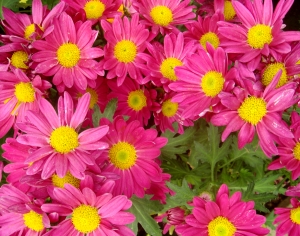 鲜花花丛-ID:663271013