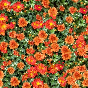 鲜花花丛-ID:638879062