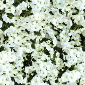 鲜花花丛-ID:794595005