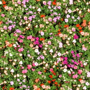 鲜花花丛-ID:713279256