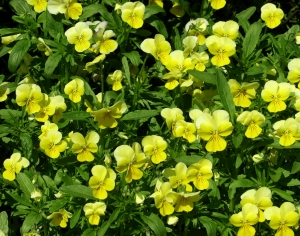 鲜花花丛-ID:112195011