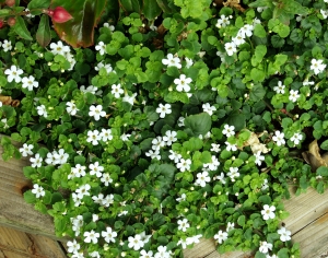 鲜花花丛-ID:433770906