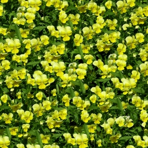 鲜花花丛-ID:852705962