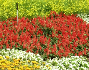 鲜花花丛-ID:861752032