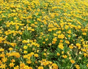 鲜花花丛-ID:183443076