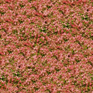鲜花花丛-ID:813927897