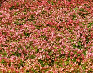 鲜花花丛-ID:777070051