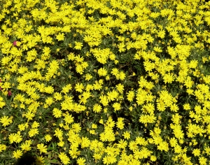 鲜花花丛-ID:171247966