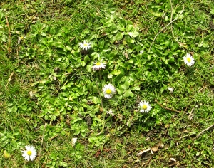 鲜花花丛-ID:657104021