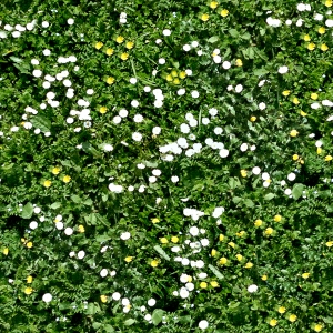 鲜花花丛-ID:211107022