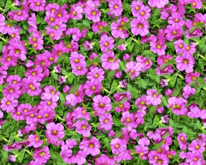 鲜花花丛-ID:965719278