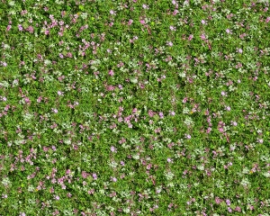 鲜花花丛-ID:443315982