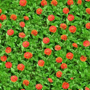 鲜花花丛-ID:969269992