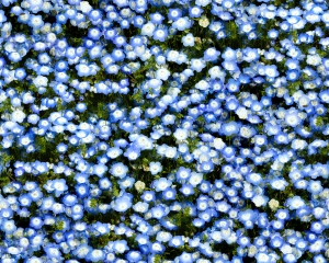 鲜花花丛-ID:718564032