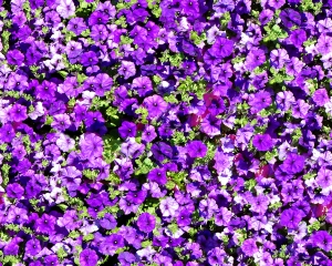 鲜花花丛-ID:884861958