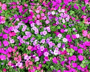 鲜花花丛-ID:449131017