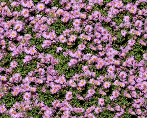 鲜花花丛-ID:657052049