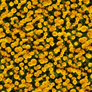 鲜花花丛-ID:417270799