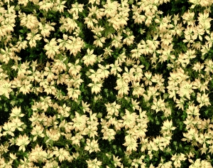 鲜花花丛-ID:956335072