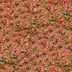 鲜花花丛-ID:476588018