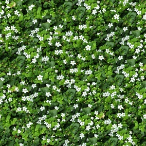 鲜花花丛-ID:641877891