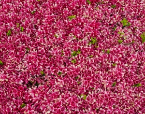 鲜花花丛-ID:232037077