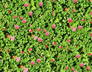 鲜花花丛-ID:970549639