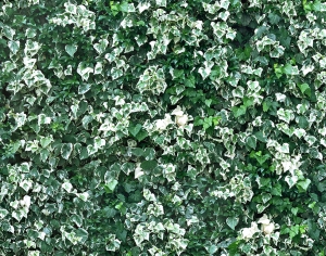 鲜花花丛-ID:299794915