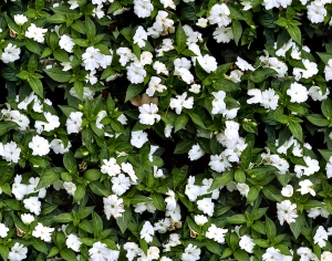 鲜花花丛-ID:639295104