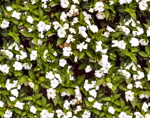 鲜花花丛-ID:667568928