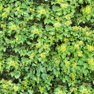 鲜花花丛-ID:186039928