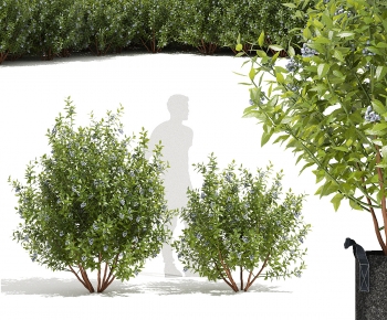 Modern Shrubbery-ID:789648068