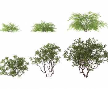 Modern Shrubbery-ID:645045042