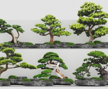 Modern Bonsai-ID:488405943