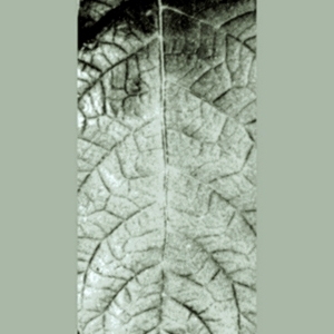 ModernBump Black And White