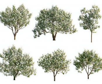 Modern Tree-ID:503439908