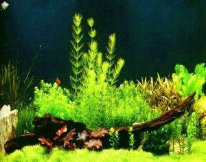 ModernNature Texture