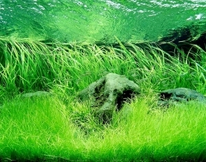 ModernNature Texture