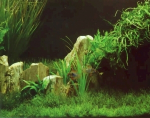 ModernNature Texture