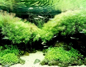 ModernNature Texture