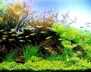 ModernNature Texture