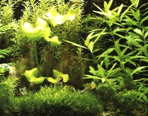 ModernNature Texture