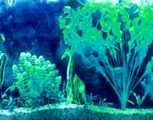 ModernNature Texture