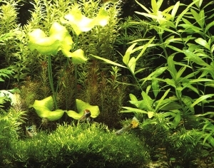 ModernNature Texture