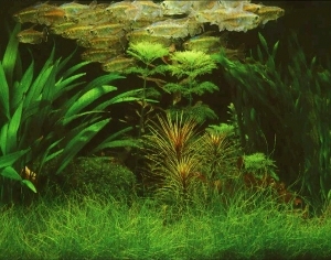 ModernNature Texture