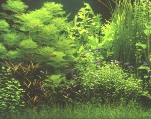 ModernNature Texture