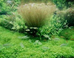 ModernNature Texture